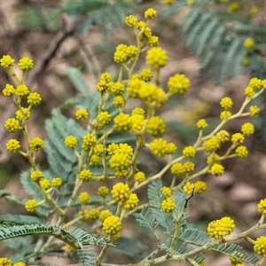 Acacia dealbata at Tumut, NSW - 23 Jul 2022