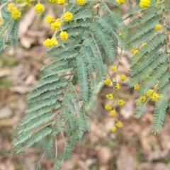 Acacia dealbata at Tumut, NSW - 23 Jul 2022