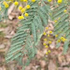 Acacia dealbata at Tumut, NSW - 23 Jul 2022