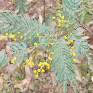 Acacia dealbata at Tumut, NSW - 23 Jul 2022