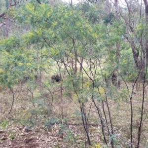 Acacia dealbata at Tumut, NSW - 23 Jul 2022