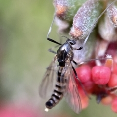 Bibionidae (family) (Bibionid fly) at Googong, NSW - 23 Jul 2022 by Steve_Bok