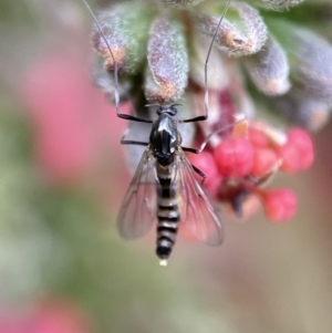 Bibionidae (family) at Googong, NSW - 23 Jul 2022