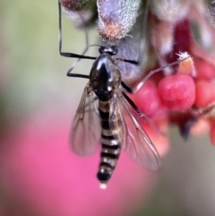 Bibionidae (family) at Googong, NSW - 23 Jul 2022