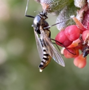 Bibionidae (family) at Googong, NSW - 23 Jul 2022