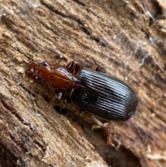 Demetrida sp. (genus) (Bark carab beetle) at QPRC LGA - 23 Jul 2022 by Steve_Bok