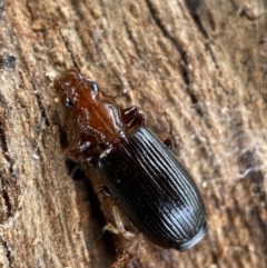 Demetrida sp. (genus) at Burra, NSW - 23 Jul 2022 01:17 PM