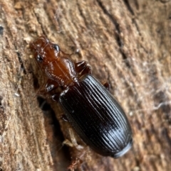 Demetrida sp. (genus) at Burra, NSW - 23 Jul 2022 01:17 PM