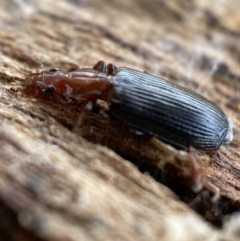 Demetrida sp. (genus) at Burra, NSW - 23 Jul 2022 01:17 PM