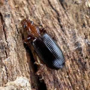 Demetrida sp. (genus) at Burra, NSW - 23 Jul 2022 01:17 PM