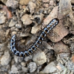 Paradoxosomatidae sp. (family) (Millipede) at Burra, NSW - 23 Jul 2022 by SteveBorkowskis