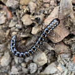 Paradoxosomatidae sp. (family) (Millipede) at Googong Reservoir - 23 Jul 2022 by SteveBorkowskis