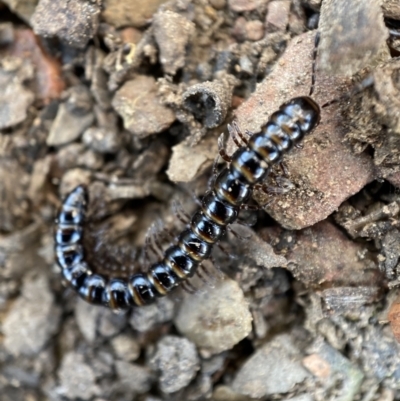 Paradoxosomatidae sp. (family) (Millipede) at Burra, NSW - 23 Jul 2022 by Steve_Bok