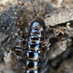 Paradoxosomatidae sp. (family) at Burra, NSW - 23 Jul 2022
