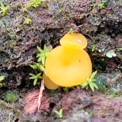 Phaeohelotium (Discinella terrestris aggregate) at Wereboldera State Conservation Area - 23 Jul 2022 by trevorpreston