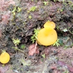 Phaeohelotium (Discinella terrestris aggregate) at Tumut, NSW - 23 Jul 2022