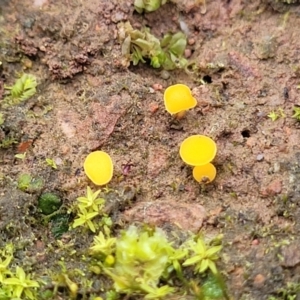 Phaeohelotium (Discinella terrestris aggregate) at Wereboldera State Conservation Area - 23 Jul 2022 01:39 PM