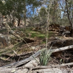 Dianella longifolia (Pale Flax Lily) at Burra, NSW - 23 Jul 2022 by SteveBorkowskis