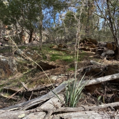 Dianella longifolia (Pale Flax Lily) at Googong Foreshore - 23 Jul 2022 by Steve_Bok