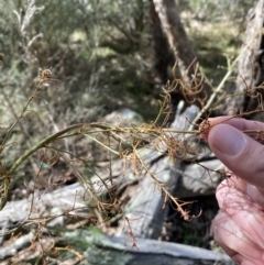 Dianella longifolia at Burra, NSW - 23 Jul 2022 11:31 AM