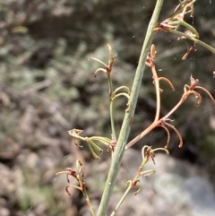 Dianella longifolia at Burra, NSW - 23 Jul 2022 11:31 AM