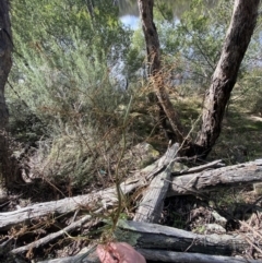 Dianella longifolia at Burra, NSW - 23 Jul 2022 11:31 AM