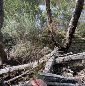 Dianella longifolia at Burra, NSW - 23 Jul 2022
