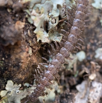 Dalodesmidae (family) (Dalodesmid flat-backed millipede) at Googong Foreshore - 23 Jul 2022 by Steve_Bok