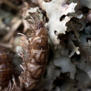 Dalodesmidae (family) at Burra, NSW - 23 Jul 2022