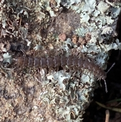 Dalodesmidae (family) at Burra, NSW - 23 Jul 2022 11:27 AM