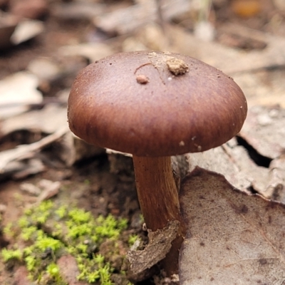 zz agaric (stem; gills not white/cream) at Wereboldera State Conservation Area - 23 Jul 2022 by trevorpreston