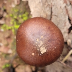 zz agaric (stem; gills not white/cream) at Tumut, NSW - 23 Jul 2022