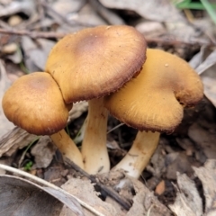 Unidentified Cap on a stem; gills below cap [mushrooms or mushroom-like] (TBC) at Tumut, NSW - 23 Jul 2022 by trevorpreston