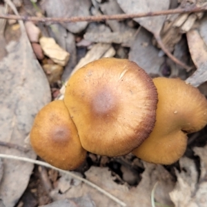 Cortinarius sp. at Tumut, NSW - 23 Jul 2022