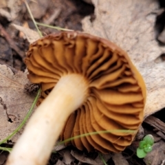 Cortinarius sp. at Tumut, NSW - 23 Jul 2022