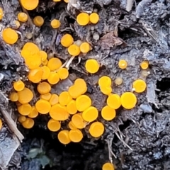 Cheilymenia spp. at Tumut, NSW - 23 Jul 2022 01:35 PM