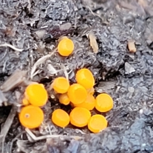 Cheilymenia spp. at Tumut, NSW - 23 Jul 2022