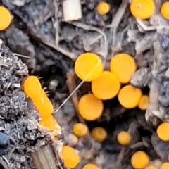 Cheilymenia spp. at Tumut, NSW - 23 Jul 2022 01:35 PM