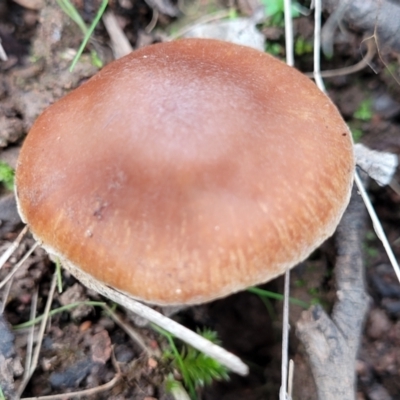 Unidentified Cap on a stem; gills below cap [mushrooms or mushroom-like] at Tumut, NSW - 23 Jul 2022 by trevorpreston