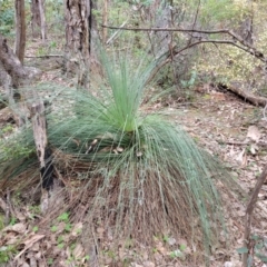 Xanthorrhoea glauca subsp. angustifolia (Grey Grass-tree) at Tumut, NSW - 23 Jul 2022 by trevorpreston