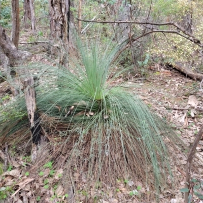 Xanthorrhoea glauca subsp. angustifolia (Grey Grass-tree) at Tumut, NSW - 23 Jul 2022 by trevorpreston
