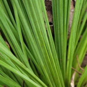 Xanthorrhoea glauca subsp. angustifolia at Tumut, NSW - suppressed