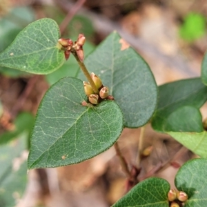 Platylobium montanum subsp. montanum at Tumut, NSW - 23 Jul 2022 01:31 PM