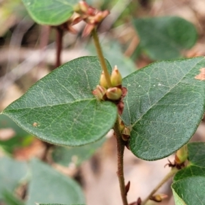 Platylobium montanum subsp. montanum at Tumut, NSW - 23 Jul 2022