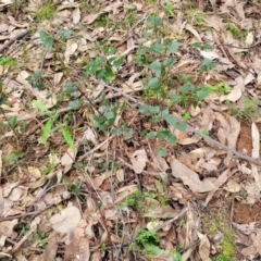 Platylobium montanum subsp. montanum at Tumut, NSW - 23 Jul 2022 01:31 PM