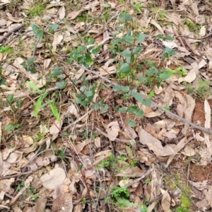 Platylobium montanum subsp. montanum at Tumut, NSW - 23 Jul 2022
