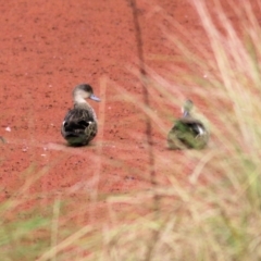 Anas gracilis (Grey Teal) at Wonga Wetlands - 23 Jul 2022 by KylieWaldon