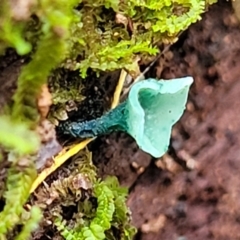 Chlorociboria (An elfcup fungus) at Tumut, NSW - 23 Jul 2022 by trevorpreston