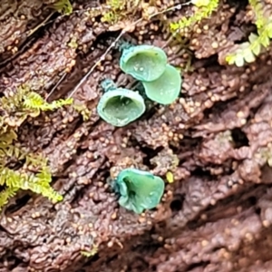 Chlorociboria at Tumut, NSW - 23 Jul 2022 01:30 PM