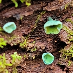 Chlorociboria at Tumut, NSW - 23 Jul 2022 01:30 PM